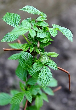 盛開(kāi),灌木,覆盆子