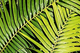棕櫚,植物,葉子
