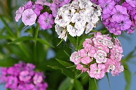 丁香,康乃馨的石頭,鮮花