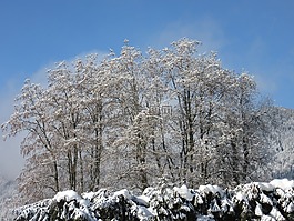 樹木,新西蘭,冬季魔術(shù)