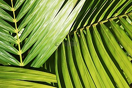 棕櫚,植物,葉子