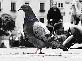 鴿子,鳥,動(dòng)物