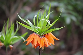 帝冠,花,春天