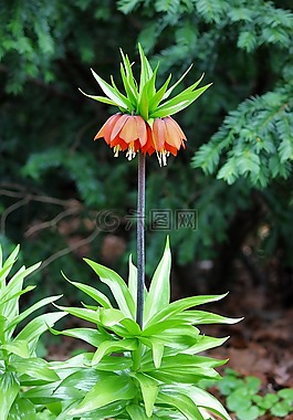 帝冠,花,開花