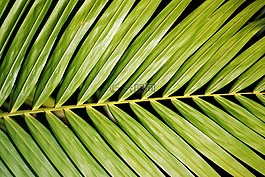 棕櫚,植物,葉子