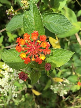 花,自然,花的