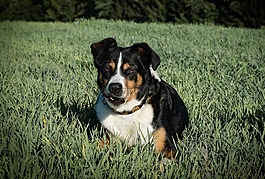 狗,appenzeller,草地