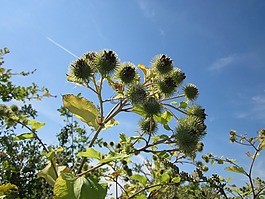 牛蒡,天空,云