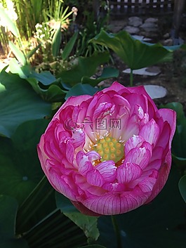 蓮花,兩天,水生