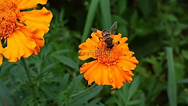 萬(wàn)壽菊,蜜蜂,昆蟲(chóng)