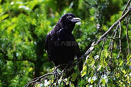 烏鴉,鳥,黑色