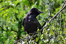 烏鴉,鳥,黑色