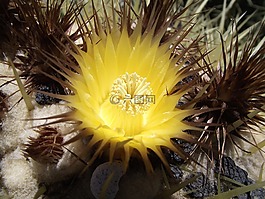 echinocactus,grusonil,植物