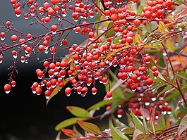 一滴水,rowanberries,秋季