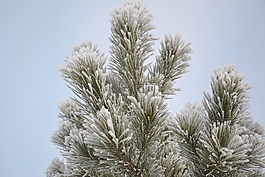 松,冬季,雪