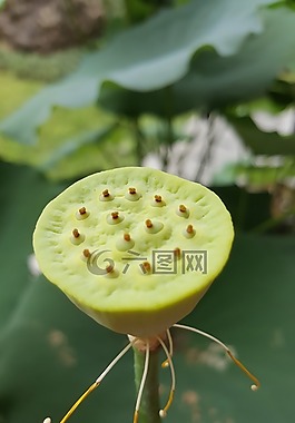 綠色,蓮花,自然