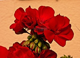 pelagonija公司blomma,植物,花