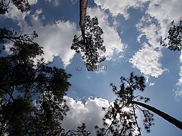 天空,松樹,樹