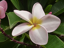 花,白,雞蛋花