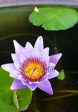 紫色,莲花,植物