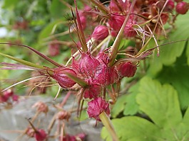 植物,特寫,粉紅色