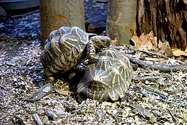海龜,動物,野生動物