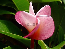 花,性質(zhì),粉色