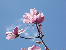 花,天空,春