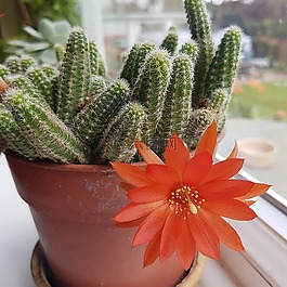 仙人掌,花,红色