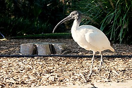 鳥,動物,野生動物