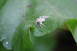 蜘蛛,葉,自然