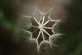 花卉,宏,性質(zhì)