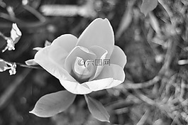 花卉,白,植物