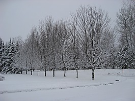 冬天,樹,雪