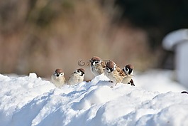 動(dòng)物,鳥,野生鳥類