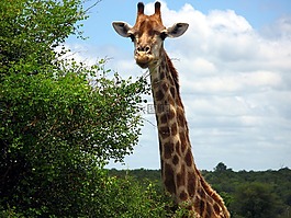 長(zhǎng)頸鹿,動(dòng)物,野生動(dòng)物園