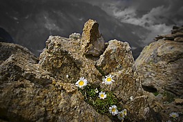 山,鮮花,高山