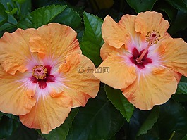槿,橙色,花