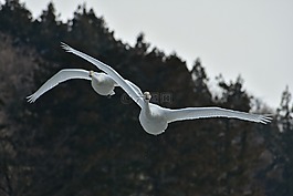 動(dòng)物,天空,木材