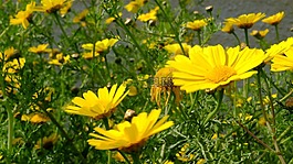 鮮花,雛菊,黃色