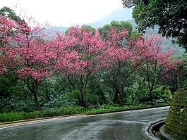 臺(tái)灣,櫻花,風(fēng)景