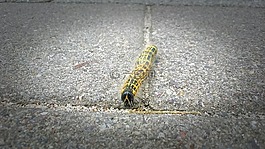 卡特彼勒,黃色,性質(zhì)