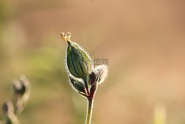 芽,植物,自然