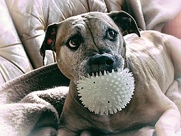 狗視圖,狗,比特犬