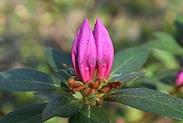 杜鵑花蕾,映山紅,灌木