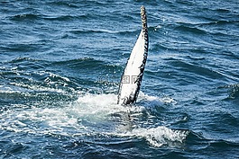 鯨魚,冰島,自然
