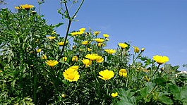 春,鮮花,雛菊
