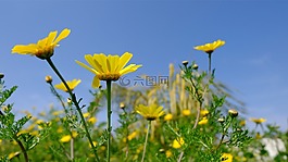鮮花,春,雛菊