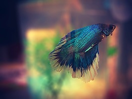 魚,水族館,多彩