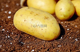 土豆,蔬菜,erdfrucht